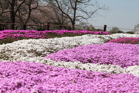 春の昭和記念公園_a0128464_19224155.jpg