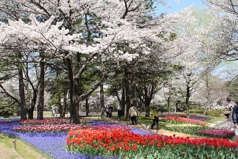 春の昭和記念公園_a0128464_19241080.jpg