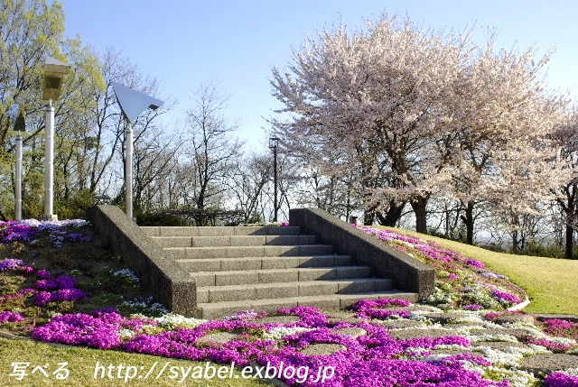 ふじの咲く丘は花がいっぱいです #photo #flower #sakura _c0153764_19342069.jpg