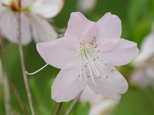 黒船躑躅（クロフネツツジ） : 新・四季の花