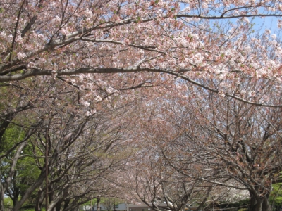 e0046771_1542451.jpg