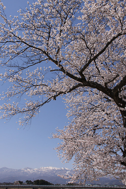 雪うさぎと桜_e0088874_23212060.jpg