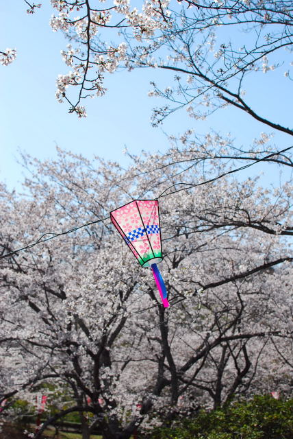 桜_c0129676_21542166.jpg