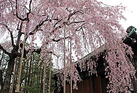 桜 和菓子 椿_c0201876_19282141.jpg