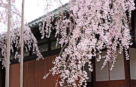 桜 和菓子 椿_c0201876_19283619.jpg