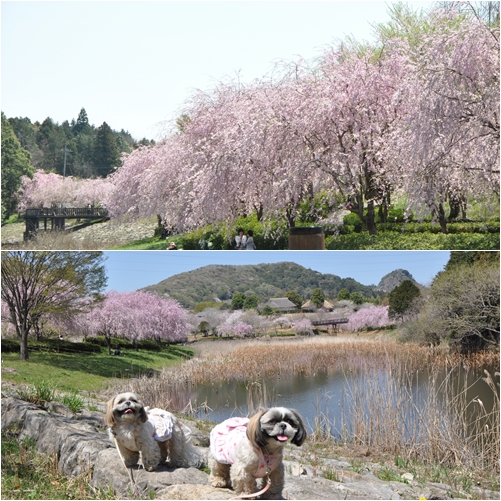 春のあづまり　お花見編_e0234881_2259362.jpg