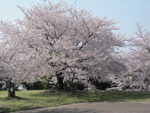 桜♪_f0005081_1937118.jpg