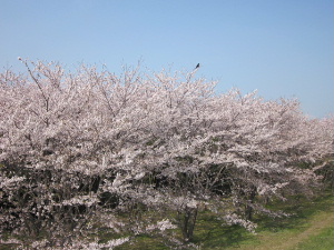 桜♪_f0005081_19392185.jpg