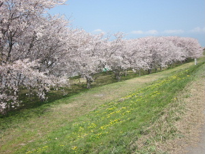 桜♪_f0005081_1940543.jpg