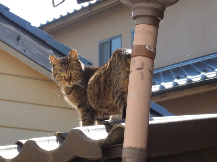 猫と私_b0206085_15592931.jpg