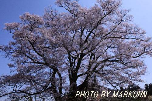 飯田の桜　その1_e0180387_18274534.jpg