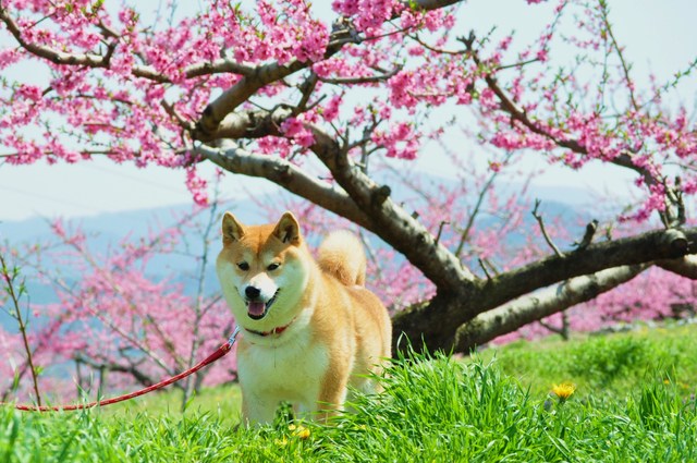 桃色の笑顔_a0126590_1363773.jpg