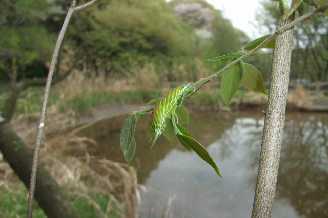 e0070891_19483754.jpg