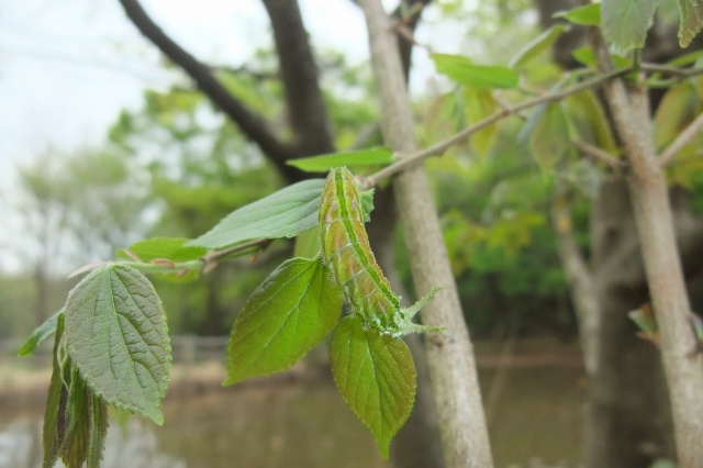 ■　エノキにいる幼虫は？　　　11.4.18_e0070891_19553316.jpg