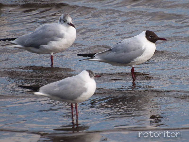 葛西臨海公園　ユリカモメ_d0146592_21474111.jpg