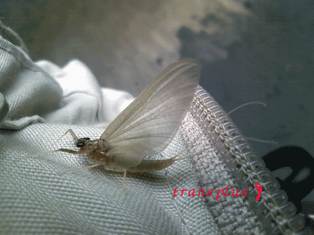 b0031493_17571082.gif