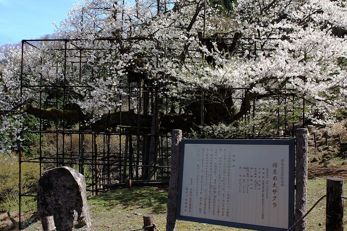 樽見の大桜_f0174293_732504.jpg