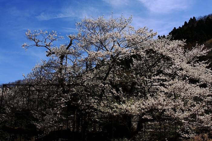 樽見の大桜_f0174293_739286.jpg