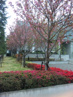 やっぱり最後の桜はコレですかね！_e0120294_8402818.jpg