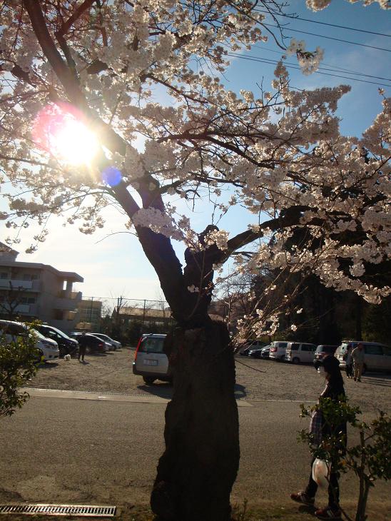 仙台東照宮の桜_f0075595_0322845.jpg