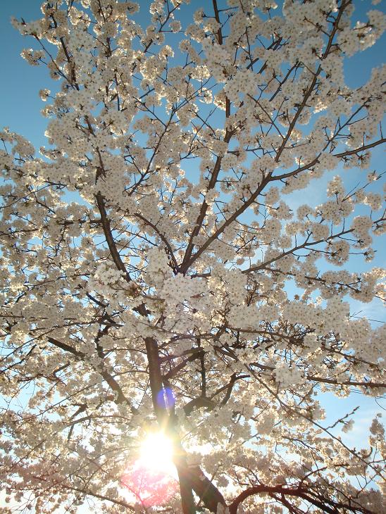 仙台東照宮の桜_f0075595_0324359.jpg