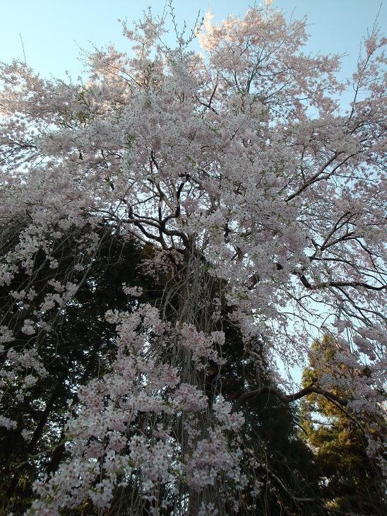 仙台東照宮の桜_f0075595_0343625.jpg