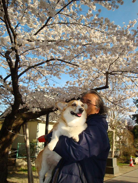 仙台東照宮の桜_f0075595_0361567.jpg