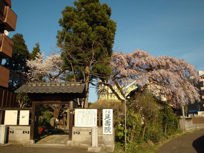 仙台東照宮の桜_f0075595_0371574.jpg