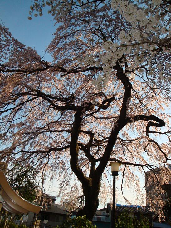 仙台東照宮の桜_f0075595_0381612.jpg