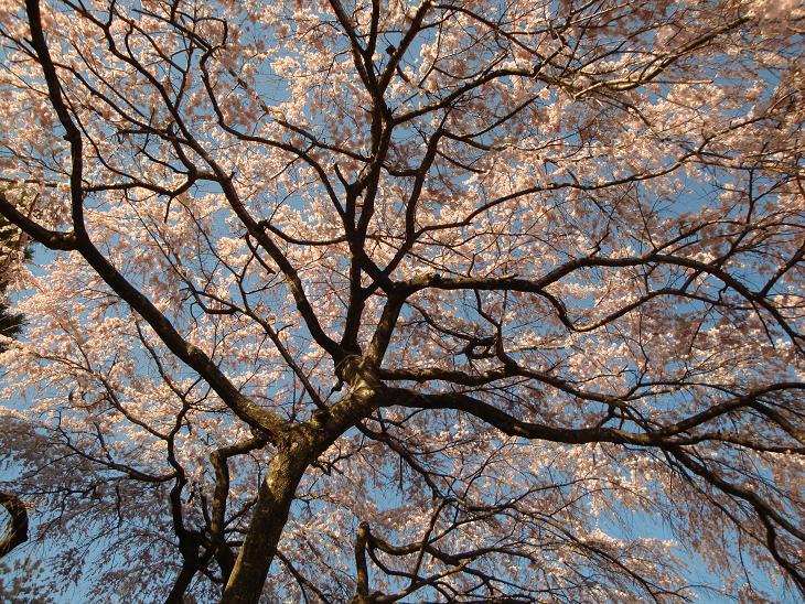 仙台東照宮の桜_f0075595_0385150.jpg