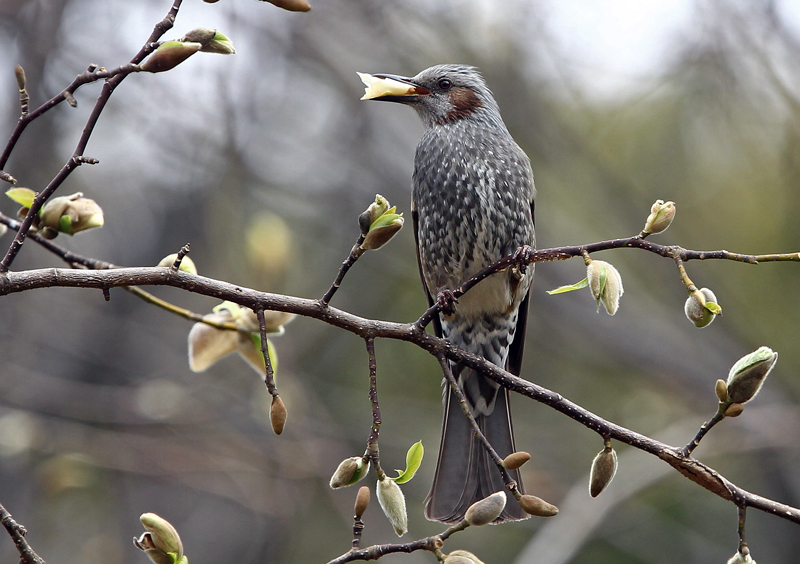 蕾を割って食べる ヒヨドリ レンズの向こうに君がいる