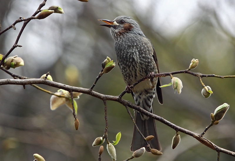 蕾を割って食べる ヒヨドリ レンズの向こうに君がいる 蕾を割って食べる ヒヨドリ レンズの向こうに君がいる