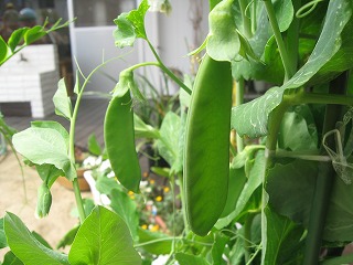 c0212298_1052617.jpg