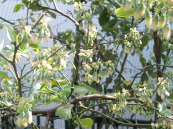 b0186899_934435.jpg