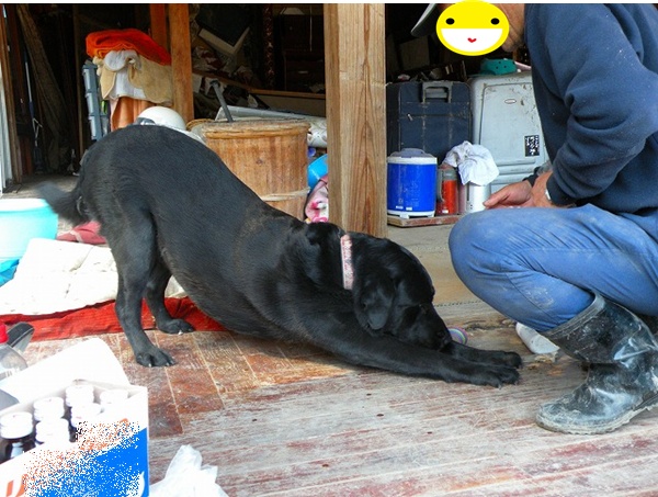 アニマルレスキュー参加報告Ⅱ　by　Genパパ_f0176499_13512315.jpg