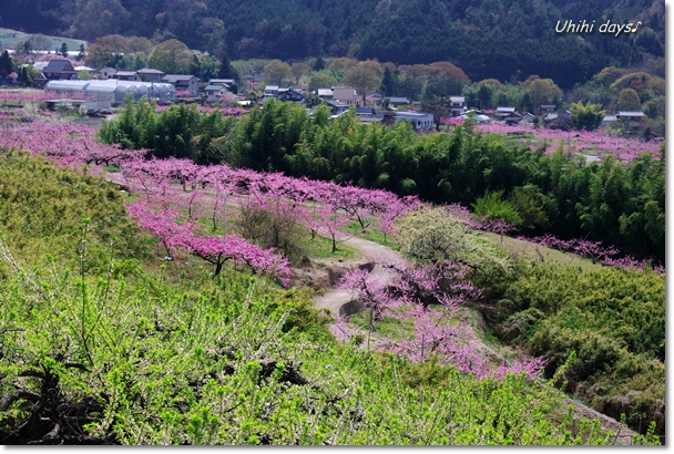 桃色に染まる甲府盆地_f0179404_22105438.jpg