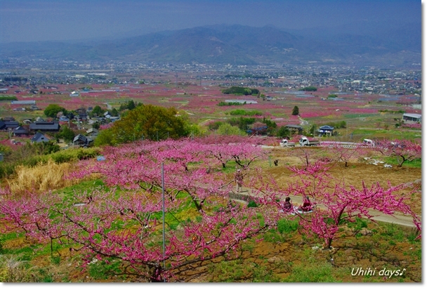 桃色に染まる甲府盆地_f0179404_22214248.jpg