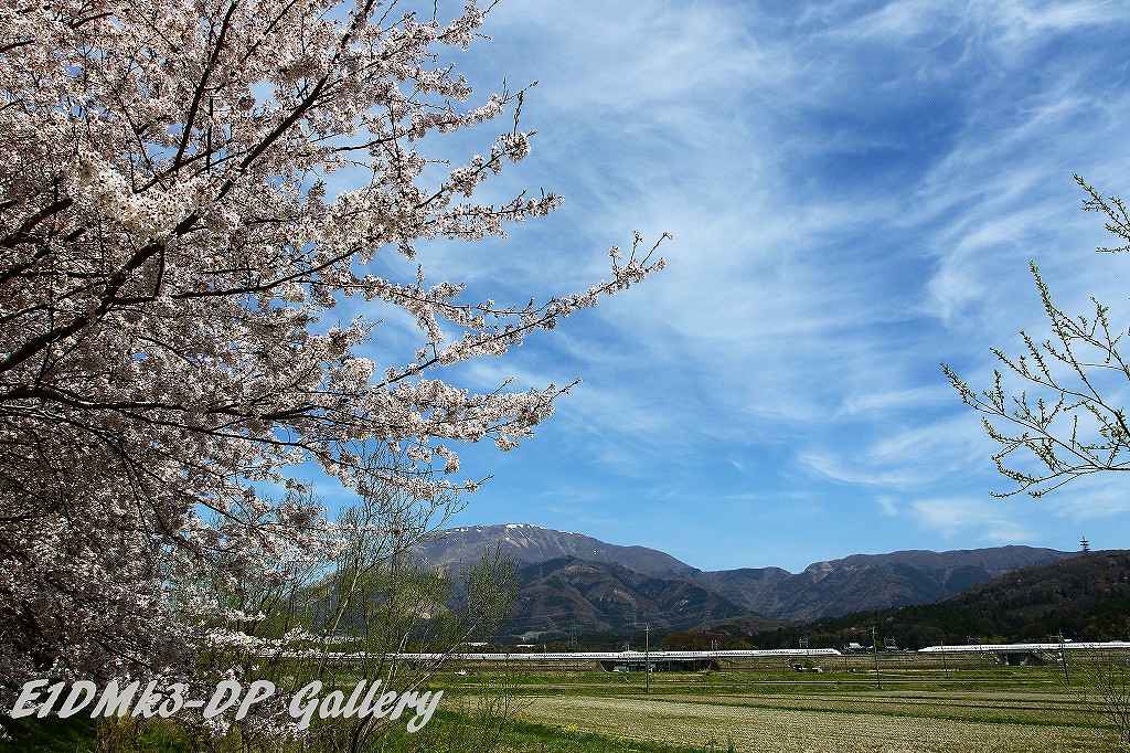 桜咲く新幹線の里3_b0128806_2282317.jpg