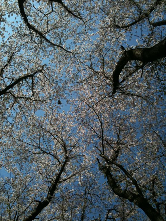 桜 2011 その4_d0087407_21352196.jpg