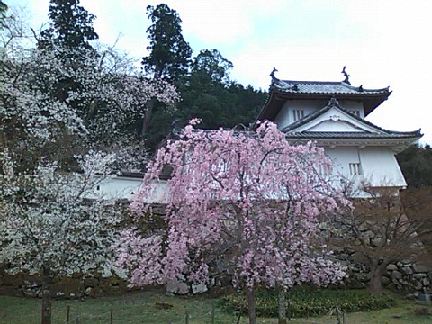 桜。。。散り始めてます（＞へ＜）　_d0135908_911340.jpg