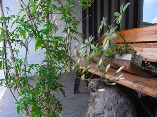 c0201910_1371420.jpg