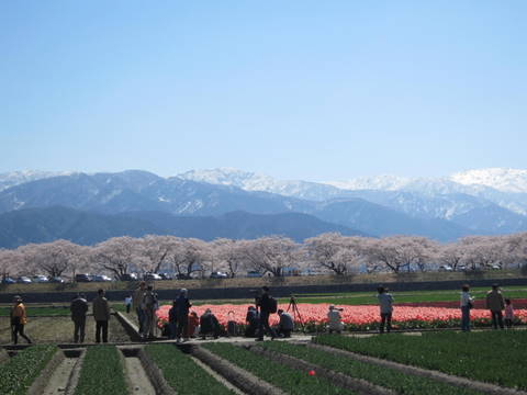 舟川（朝日町）の桜・２０１５０４０８_a0026413_5493165.jpg