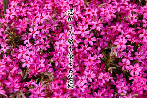 恋_e0099713_20321476.jpg
