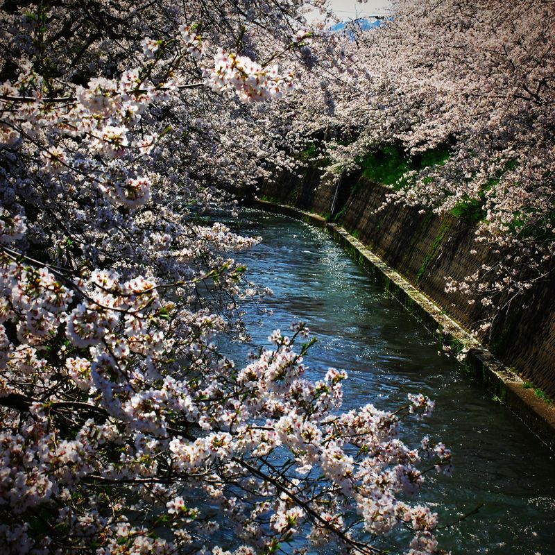 桜の季節_f0015615_19583268.jpg