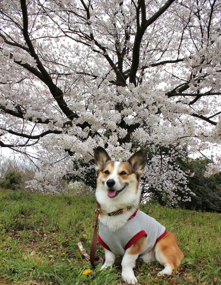 大宮公園の桜です♪_f0155118_8375566.jpg