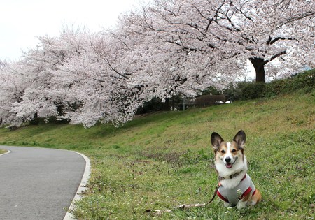 大宮公園の桜です♪_f0155118_8392252.jpg
