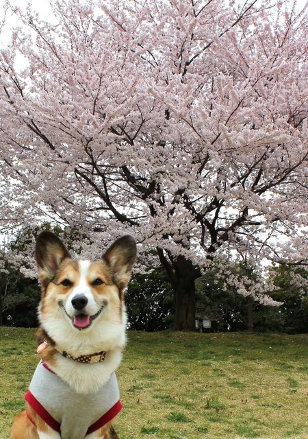 大宮公園の桜です♪_f0155118_8394984.jpg