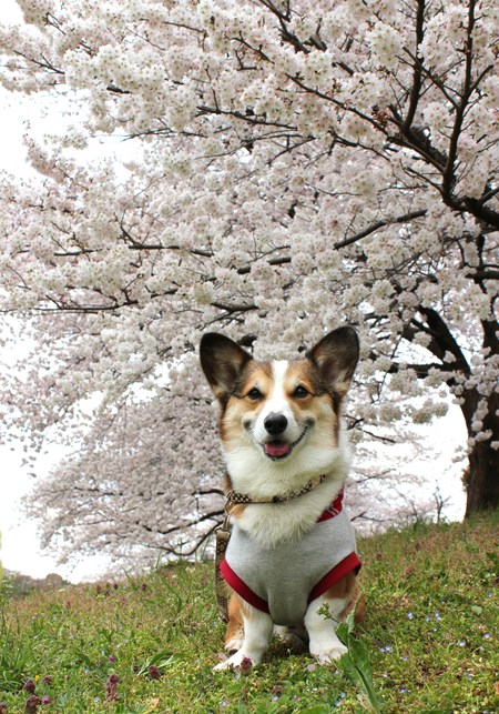 大宮公園の桜です♪_f0155118_8404442.jpg