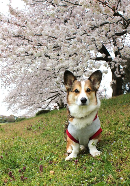 大宮公園の桜です♪_f0155118_840763.jpg