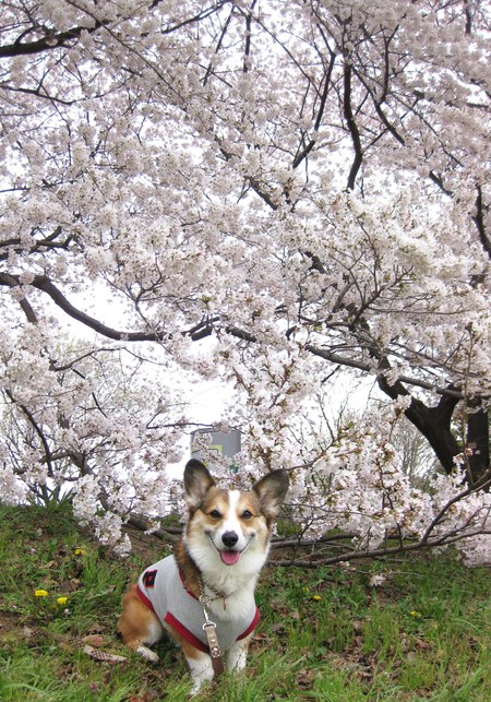 大宮公園の桜です♪_f0155118_8412730.jpg